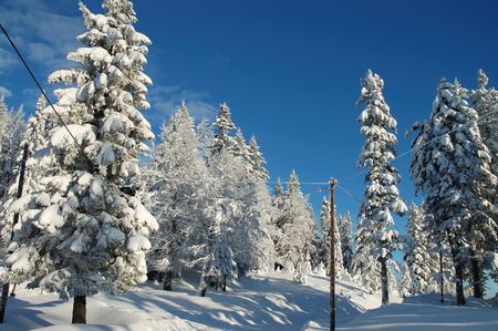 Road covered with snow in forestの写真素材