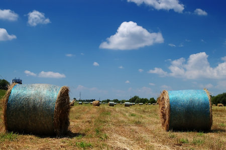 Field of hay bales on a sunny summer day