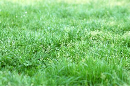 Grass background with thin depth of fieldの写真素材