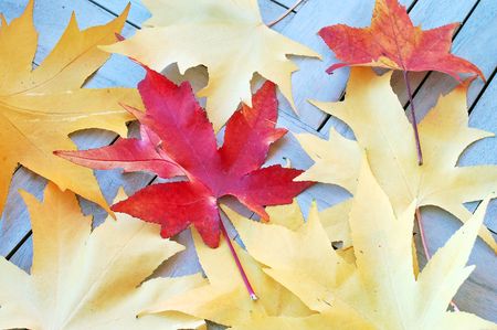 Autumn leafs rich in colorの写真素材