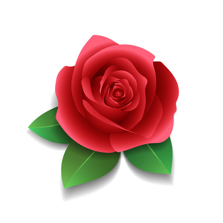 Rose with three petals underneath. Vector illustration.のイラスト素材