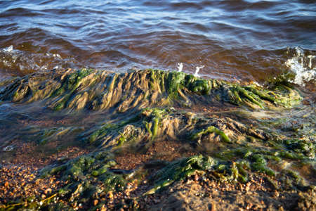 There are a lot of green algae on the seashore. Blooming water in the ocean. Dirty beach.の写真素材