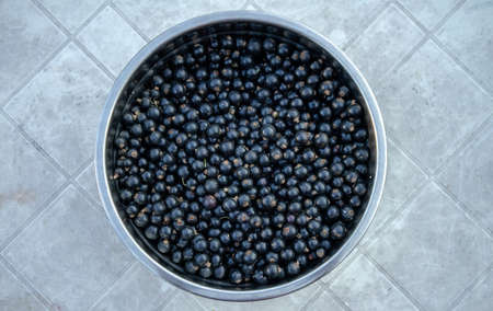 A bowl of black currant berries on a white table. Picking berries in the garden. Getting vitamins from the garden.の写真素材