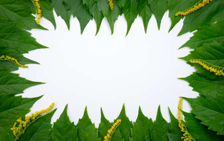 Pure white background with a frame of green leaves. Natural background for text. Ecological background.の写真素材