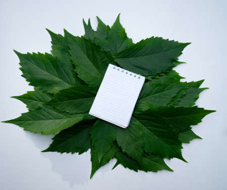 A clean white sheet of notepad on green leaves. Garden announcement. A blank form on an ecological background.の写真素材