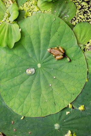 Frog on the leaf of a water lilyの写真素材