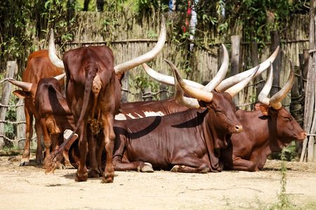 Indian cows in the sunの写真素材