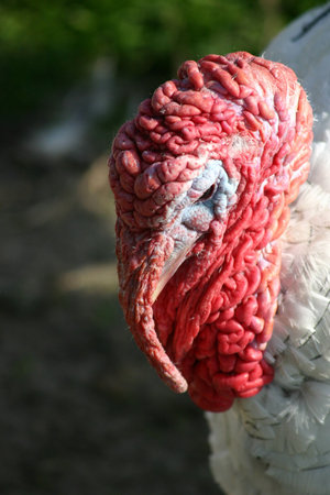 Turkey head