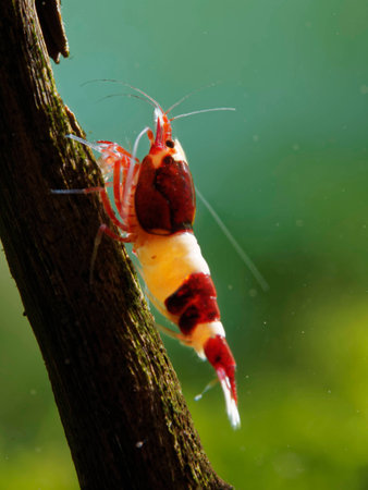 Freshwater shrimp Caridina logemanniの写真素材