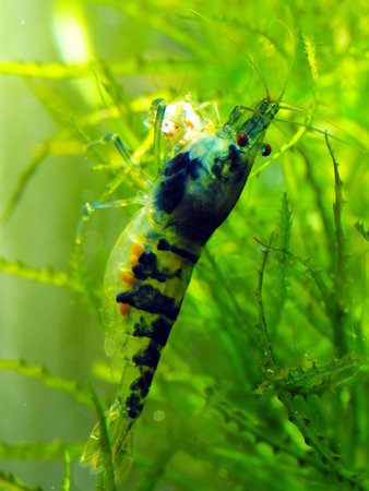 Aquarium freshwater shrimpの写真素材