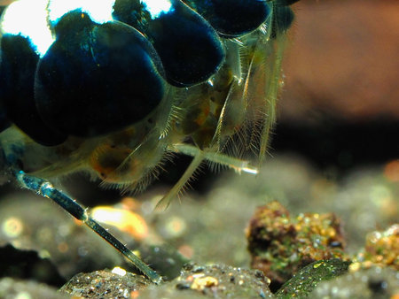 Aquarium freshwater shrimpの写真素材