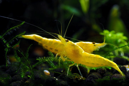 Aquarium freshwater shrimpの写真素材