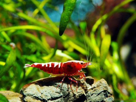 Aquarium freshwater shrimpの写真素材