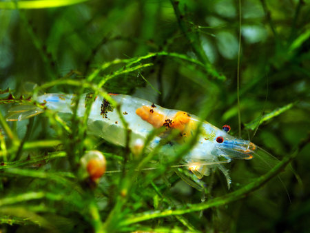 Aquarium freshwater shrimpの写真素材