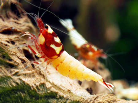 Aquarium freshwater shrimsの写真素材