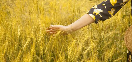 Female hand touching a golden wheat ear in the wheat field, sunset light, flare light. Horizontal image.の写真素材