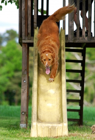 dog slipping down a slideの写真素材