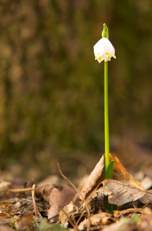 spring snowflake at the edge of the forestの写真素材