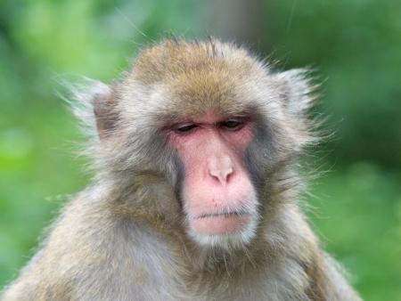 angry macaqueの写真素材
