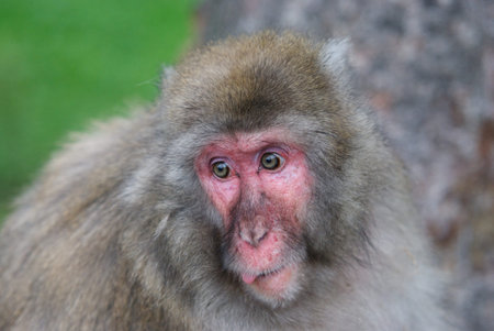 portrait of a macaque