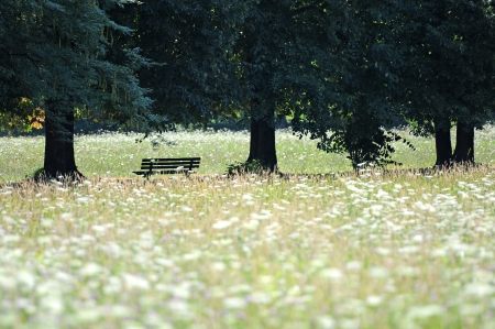a resting place in a park under trees surrounded by a field of white flowersの写真素材