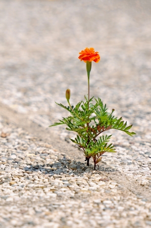 orange marigold growing out of a cobblestone floorの写真素材