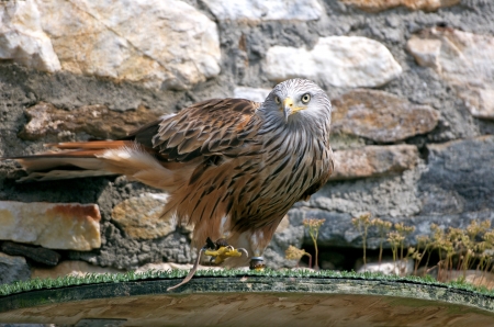 goshawk sitting on a water basinの写真素材