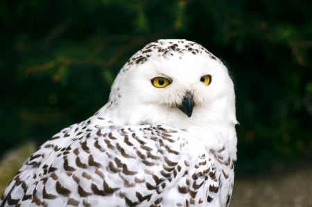 closeup of a snowy owlの写真素材
