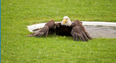 eagle with outspread wings bathing in a water basin