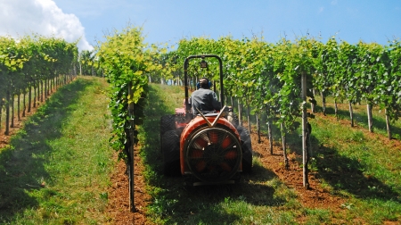 a farmer watering the vineyards with a tractorの写真素材