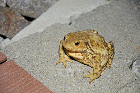 frog sitting on the stony floor