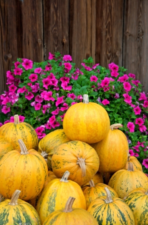 a pile of pumpkins and pink flowers in front of a wooden wallの写真素材