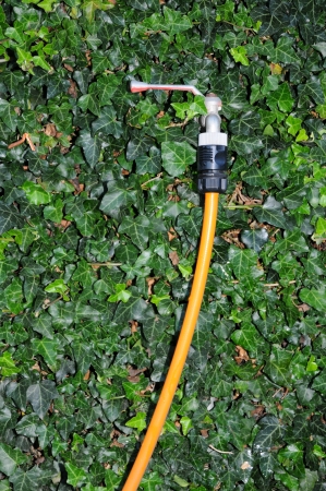 water tap overgrown with ivyの写真素材
