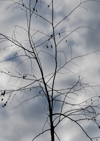birch at twilightの写真素材