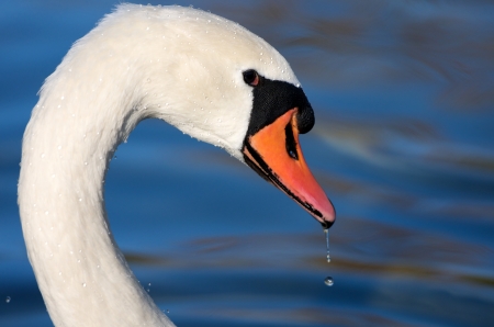 portrait of a swanの写真素材