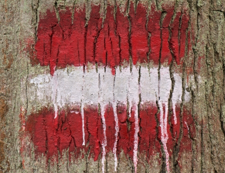 painted mark on a tree trunkの写真素材