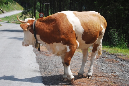cow going over the streetの写真素材