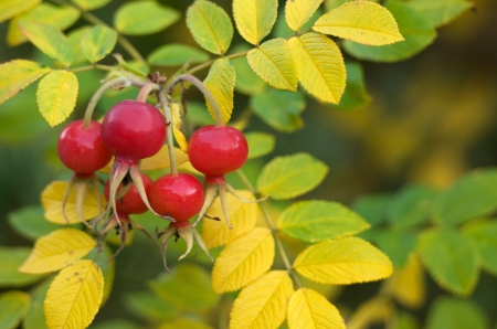 rose hips in autumnの写真素材