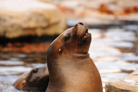 begging seal