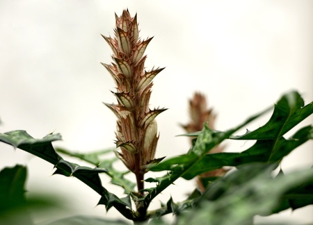 thistleの写真素材