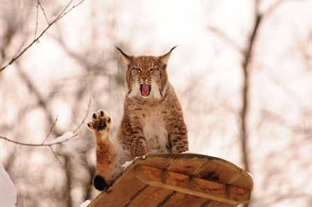 yawning lynx on an observation deck in winterの写真素材