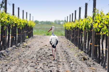 stork walking through the vineyardsの写真素材