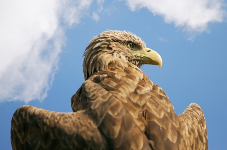 eagle with outspread wings against the blue skyの写真素材