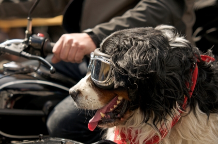 dog with sunglasses and necktie sitting in a sidecar machineの写真素材