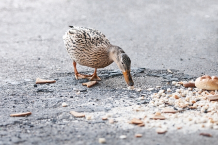duck eating crumbs from the floorの写真素材