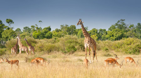 giraffes and impalas grazing in the savannah in kenya - national park masai maraの写真素材