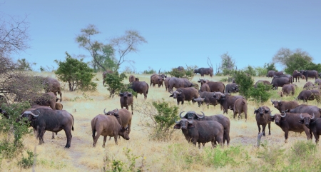 herd of african buffalos in the nationalpark selous game reserve in tanzaniaの写真素材
