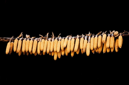 row of corn cobs on a black backgroundの写真素材