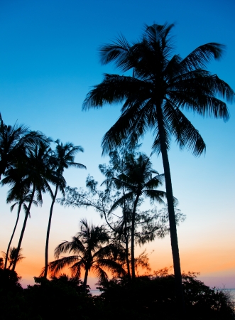 sunrise with palm trees in the indian ocean in tanzania - national park saadaniの写真素材