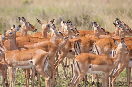 impalas crowded together in the savannah - national park masai mara in kenya